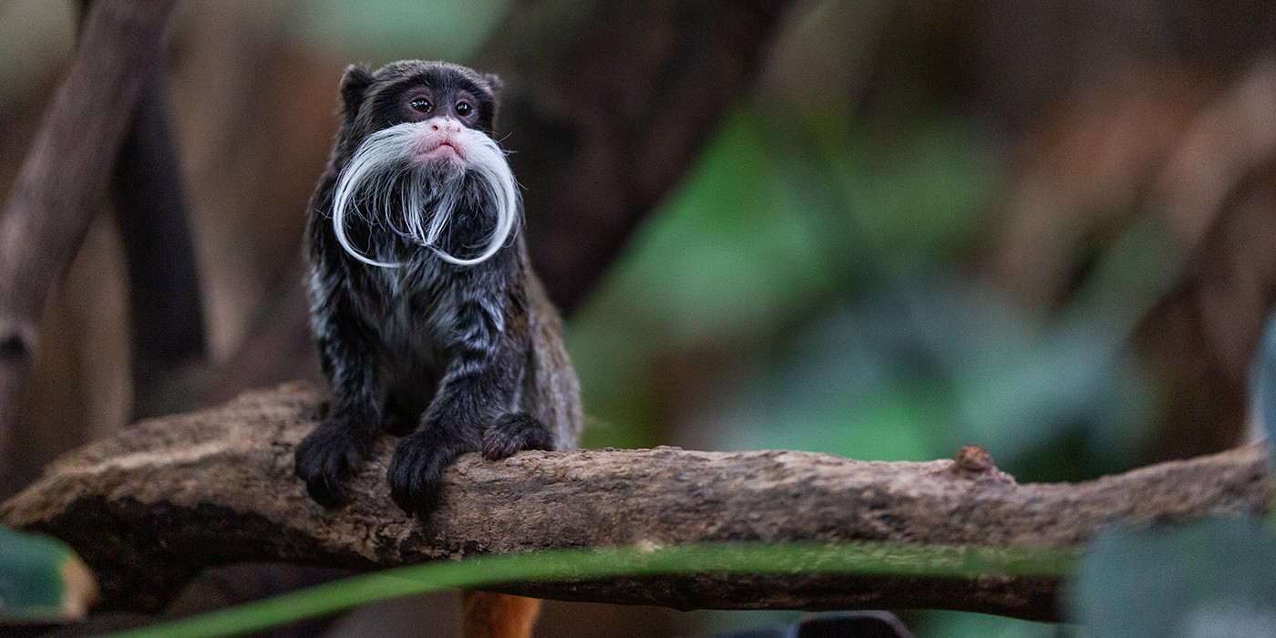 tamarin3