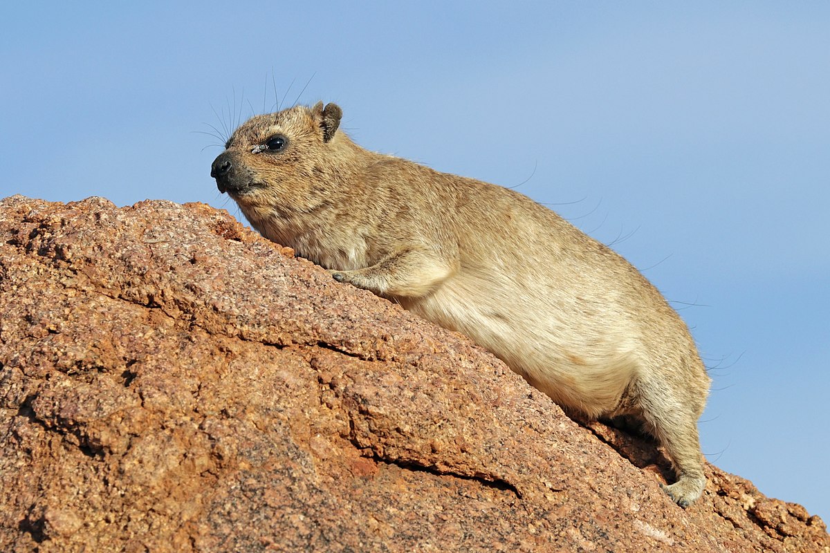 hyrax1