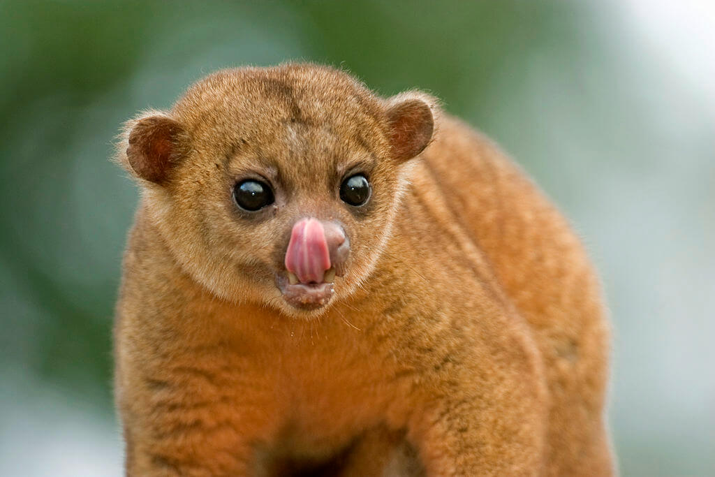 kinkajou1