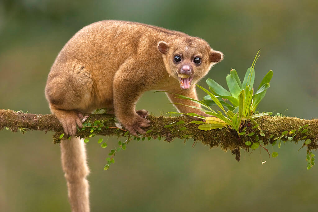 kinkajou3