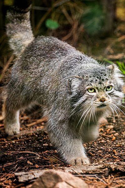 pallas cat1