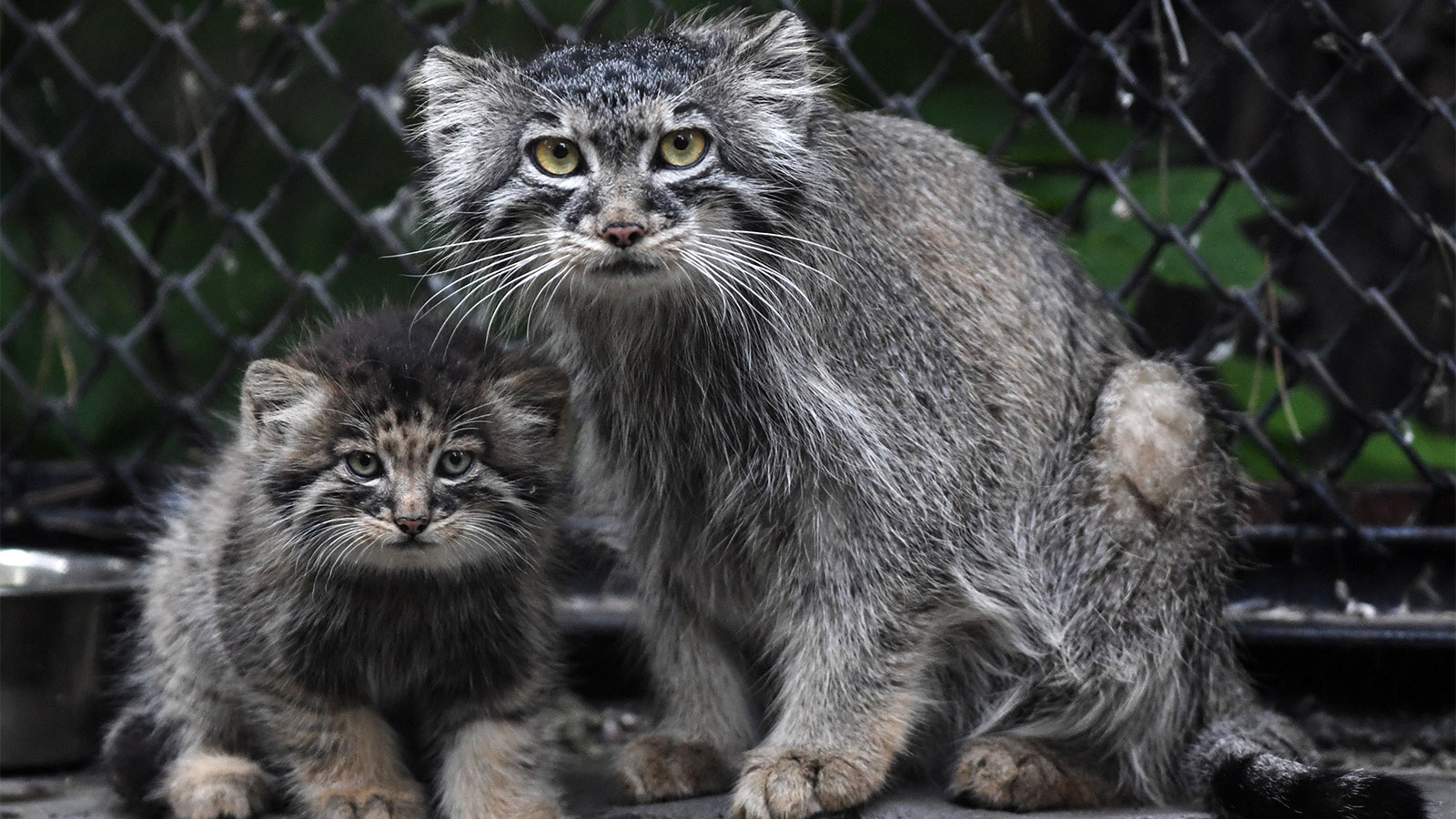 pallas cat3